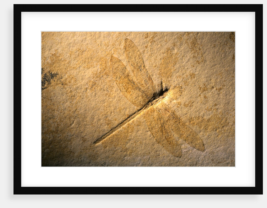 Late Jurassic Dragonfly Fossil by Anonymous