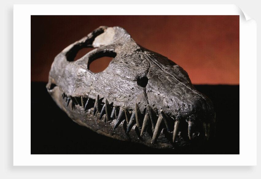 Fossil Crocodile Skull by Anonymous