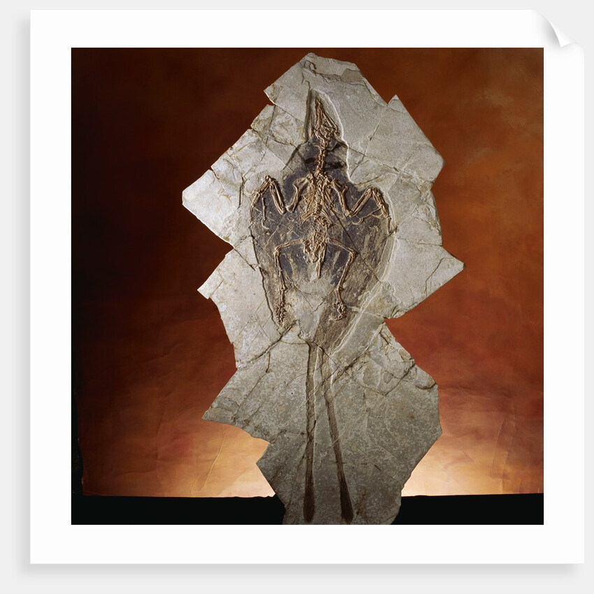 Fossil Bird by Anonymous