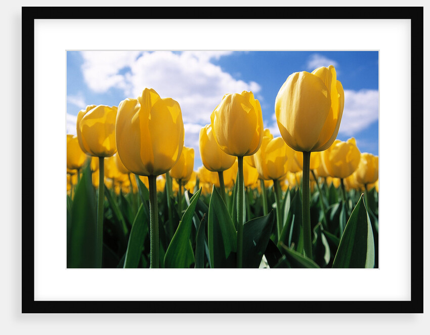 Yellow Tulips by Anonymous