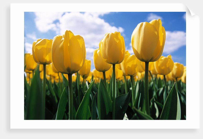 Yellow Tulips by Anonymous