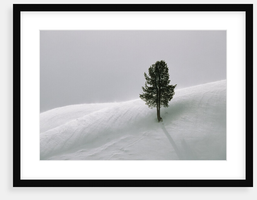 Lone Lodgepole Pine in the Snow by Anonymous