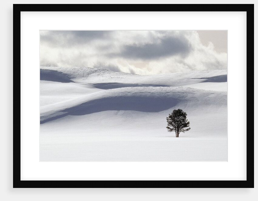 Lodgepole Pine in Snow by Anonymous
