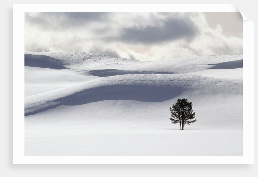 Lodgepole Pine in Snow by Anonymous