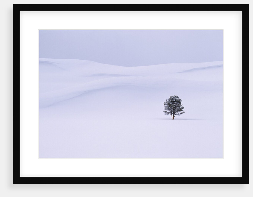 Lodgepole Pine in Snow by Anonymous
