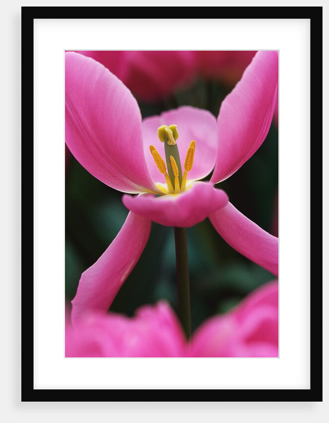 Pink Tulip Close-Up by Anonymous