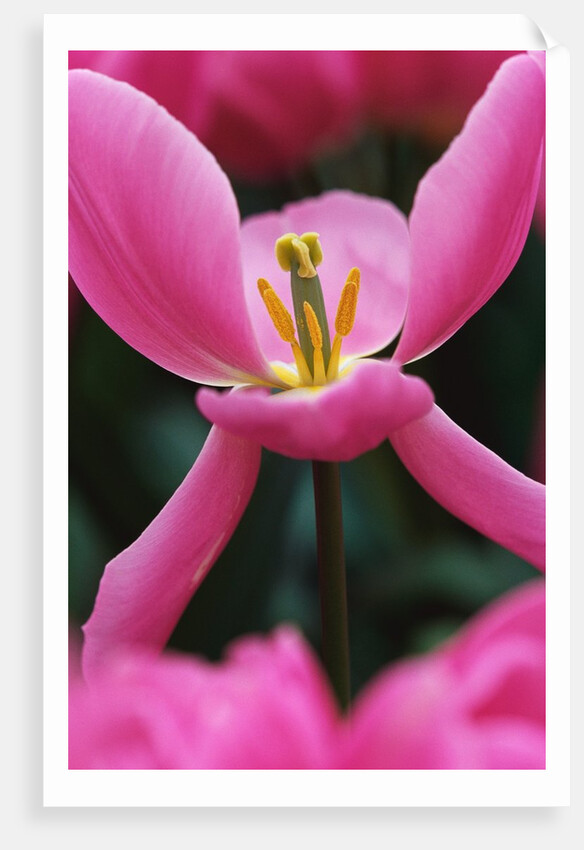 Pink Tulip Close-Up by Anonymous