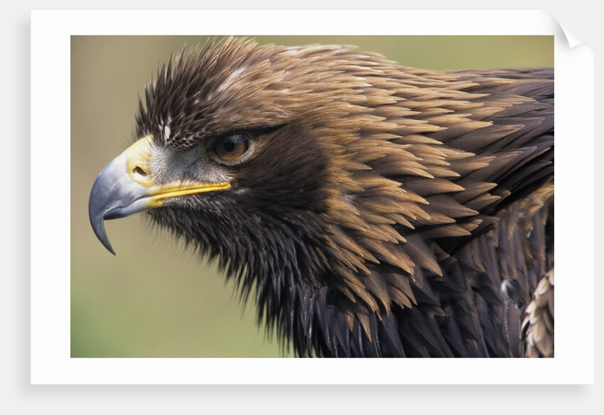 Golden Eagle Head in Profile by Anonymous