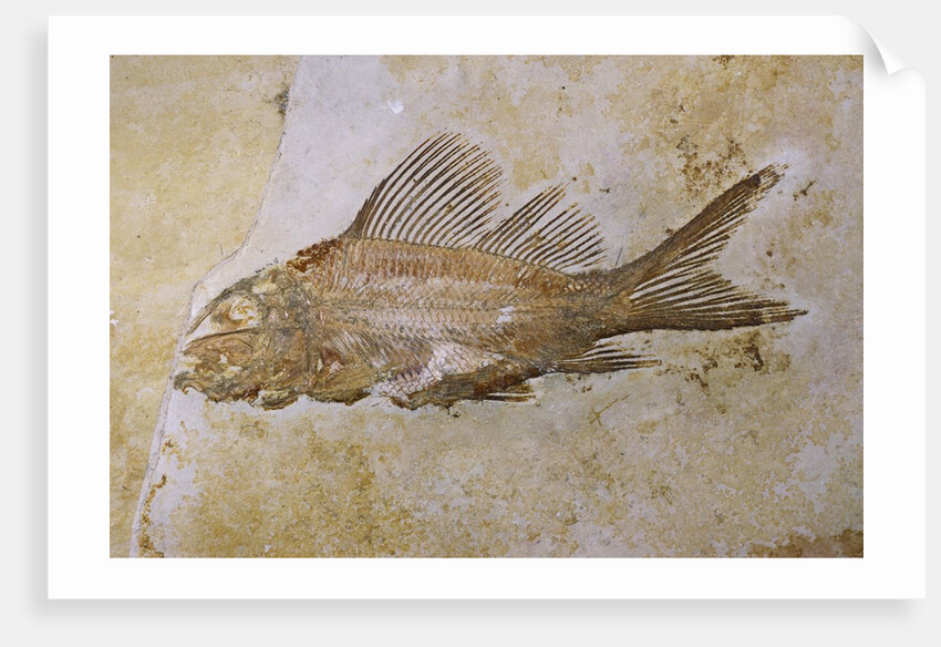 Propterus Elongatus Fish Fossil by Anonymous