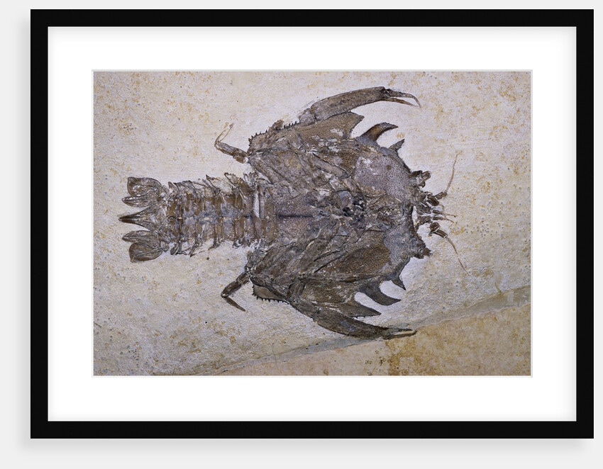Eryon Arctiformis Crab Fossil by Anonymous