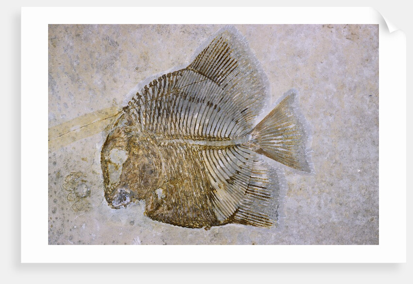 Macromesodon Macropterus Fish Fossil by Anonymous