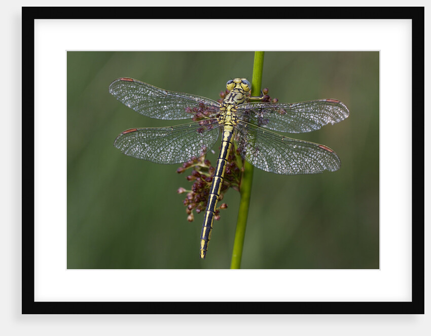 Female Western Clubtail by Anonymous