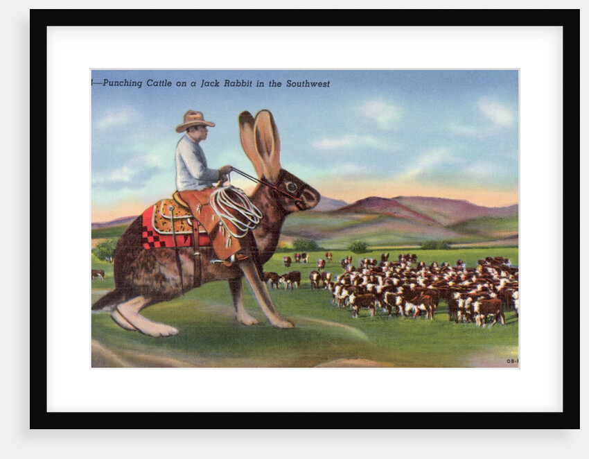 Punching Cattle on a Jack Rabbit in the Southwest Postcard by Anonymous