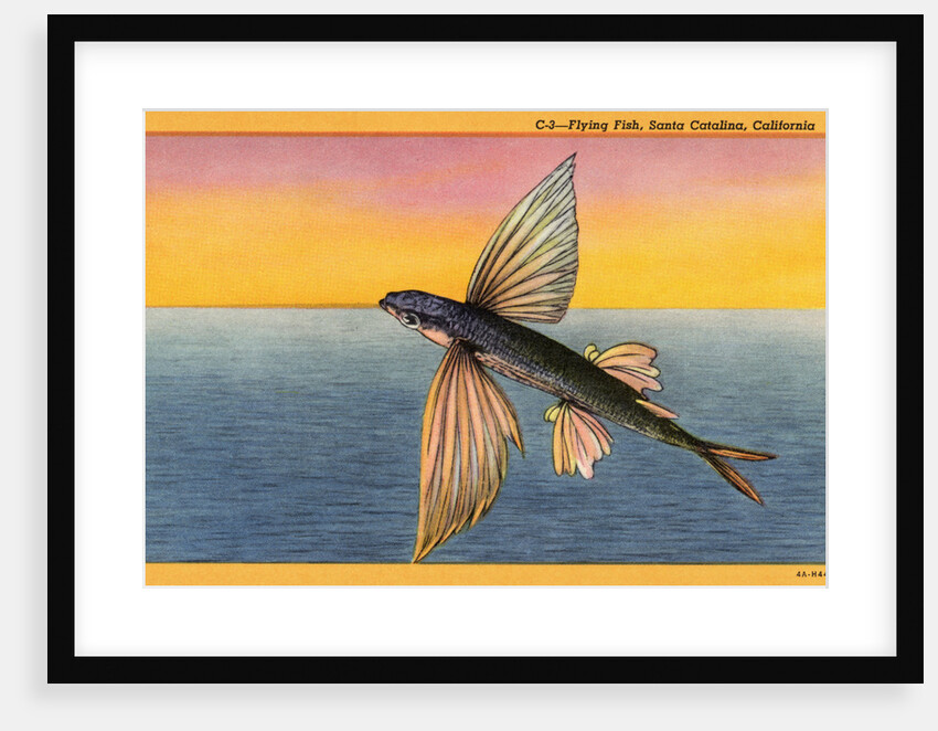 Flying Fish by Anonymous