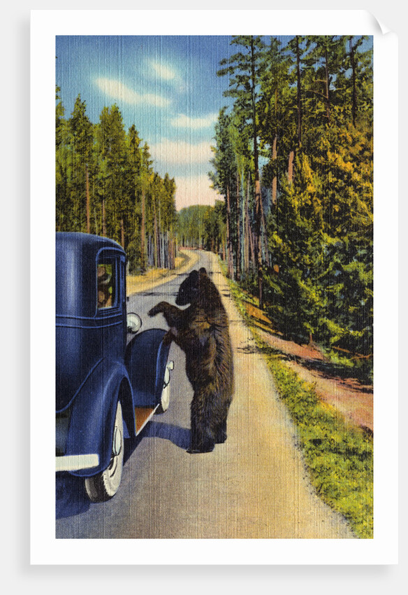 Bear Begging for Food by Anonymous