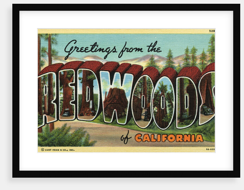 Greeting Card from the Redwoods by Anonymous