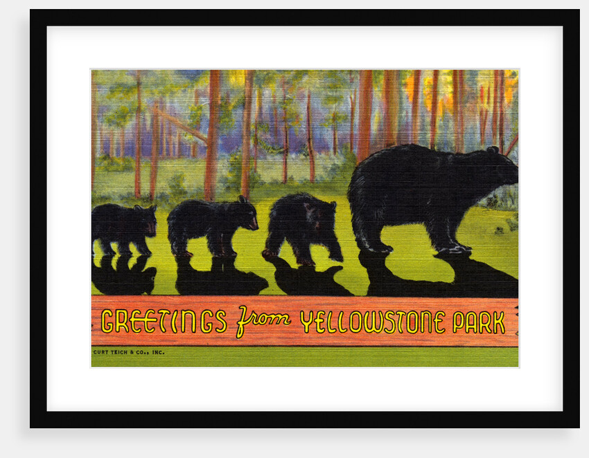 Greetings from Yellowstone Park Postcard by Anonymous