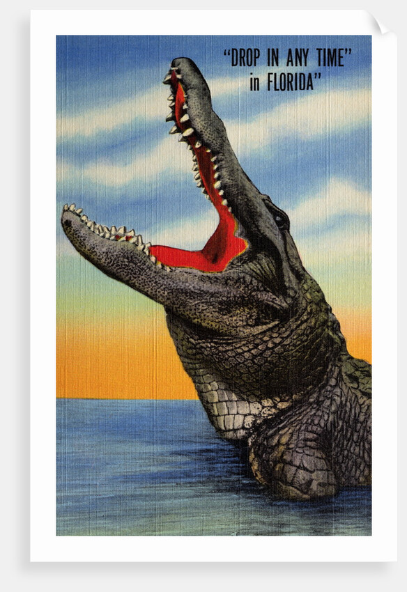 Drop in Any Time in Florida Postcard by Anonymous