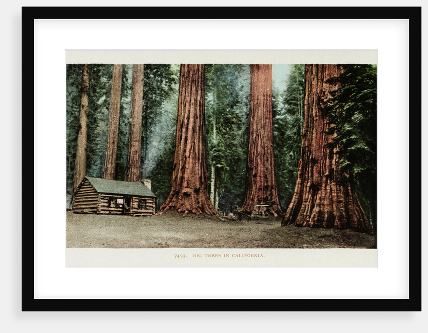Big Trees in California Postcard by Anonymous