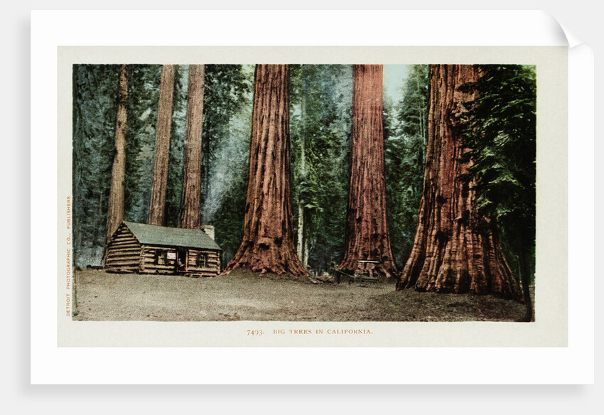Big Trees in California Postcard by Anonymous