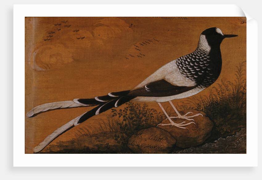 Spotted Forktail, on Silk Jahangir by Anonymous