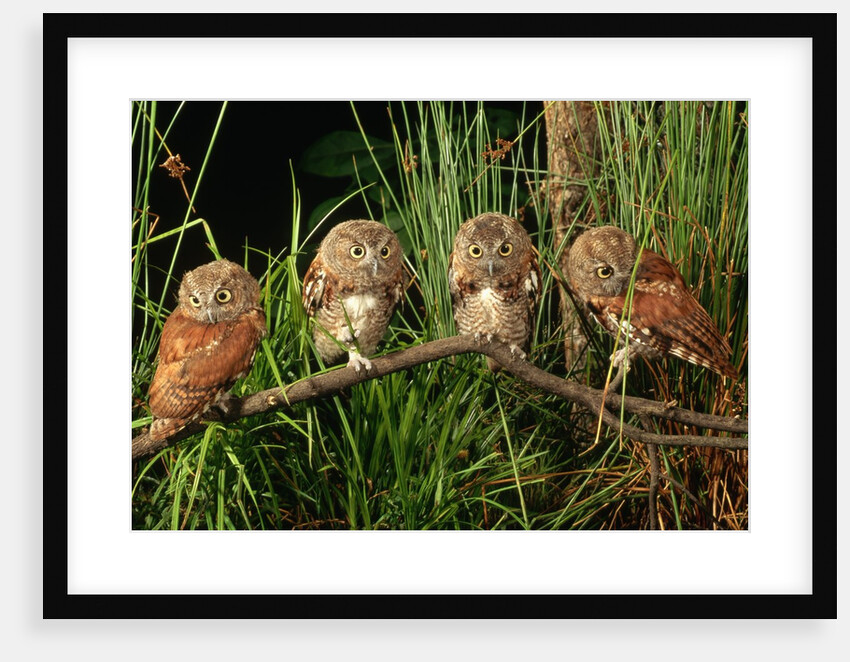 Eastern Screech Owl Fledglings by Anonymous