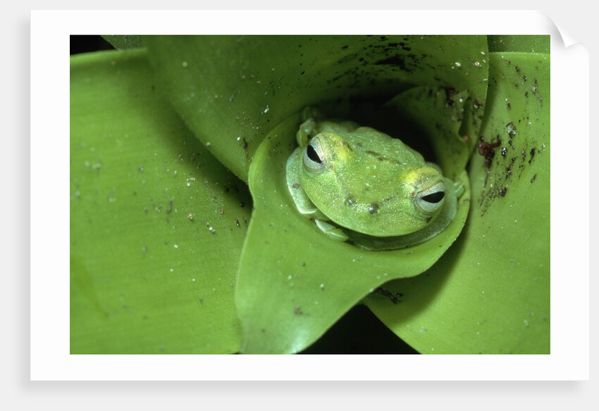 Treefrog in Center of Plant by Anonymous