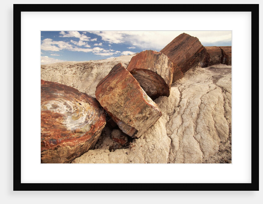 Petrified Logs by Anonymous