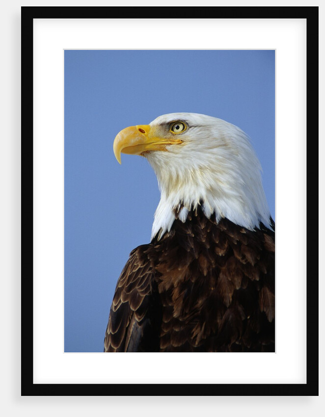 Profile of a Bald Eagle by Anonymous