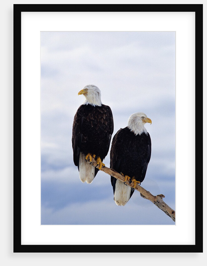 Bald Eagles on Tree Branch by Anonymous