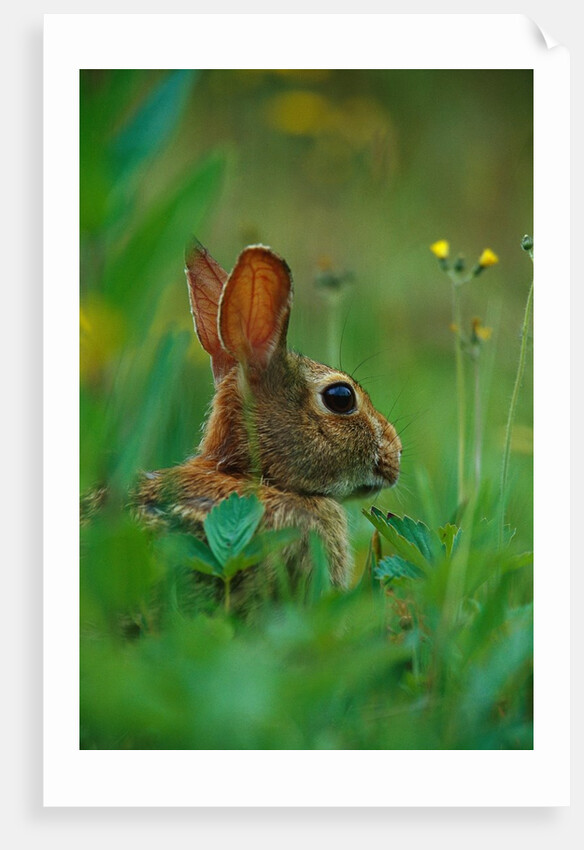 Cottontail Rabbit in the Grass by Anonymous