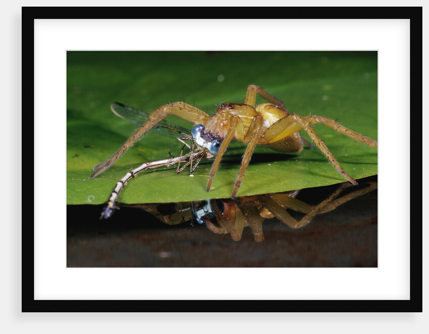Six-Spotted Fishing Spider Eating Damselfly by Anonymous