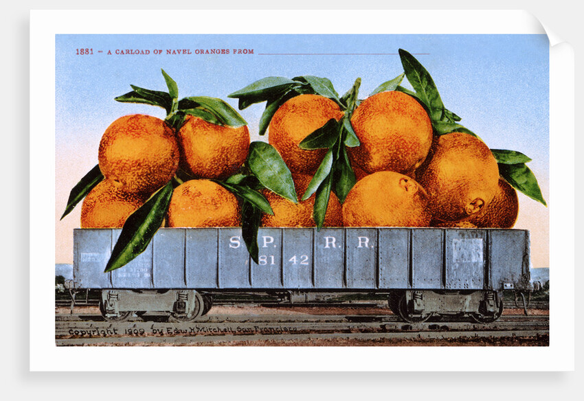 A Carload of Navel Oranges Postcard by Anonymous