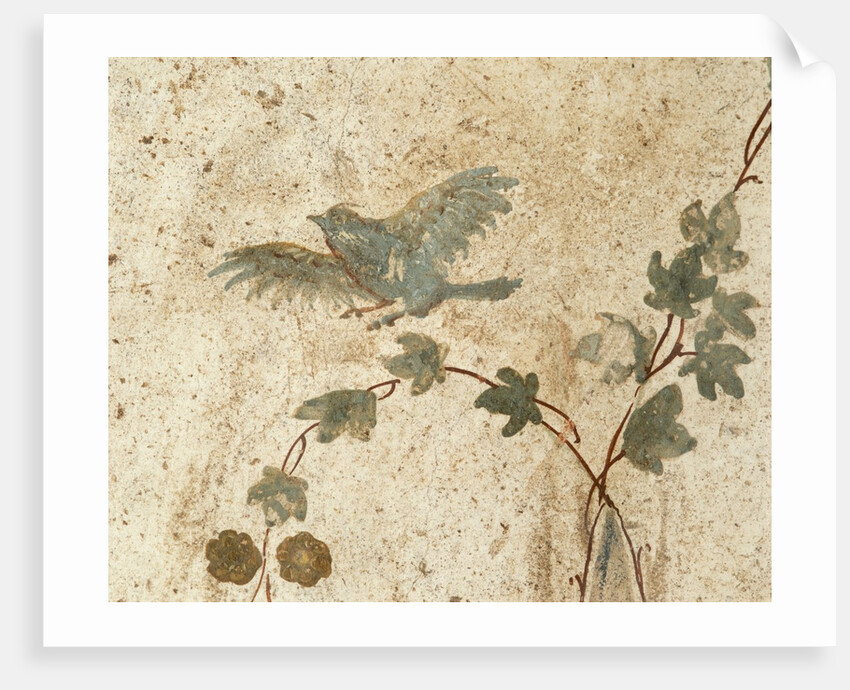 Detail of Roman Fresco Series at Oplonti Villa by Anonymous