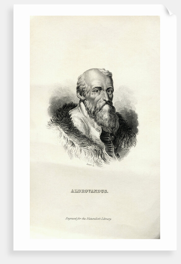 Engraving of Ulisse Aldrovandi by Anonymous