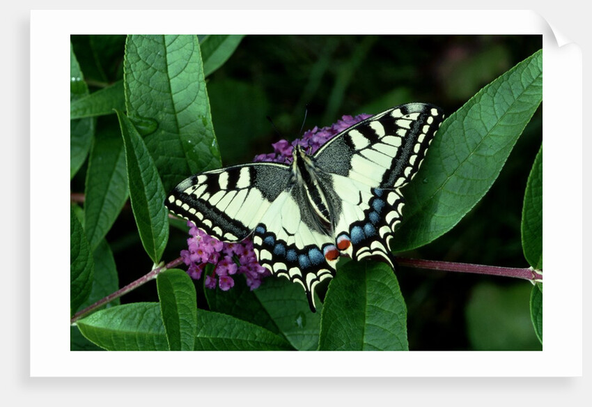 Swallowtail Butterfly by Anonymous