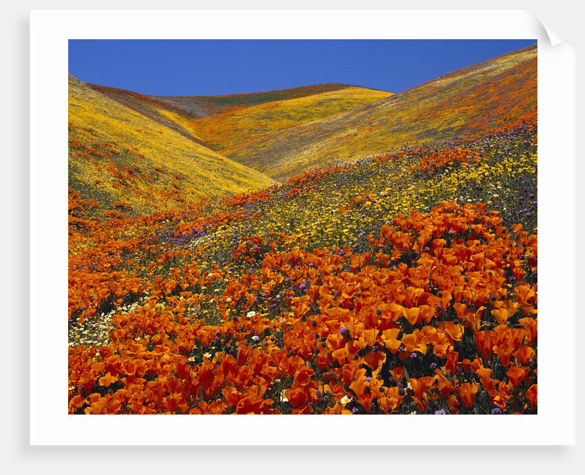 Field of blooming poppies by Anonymous