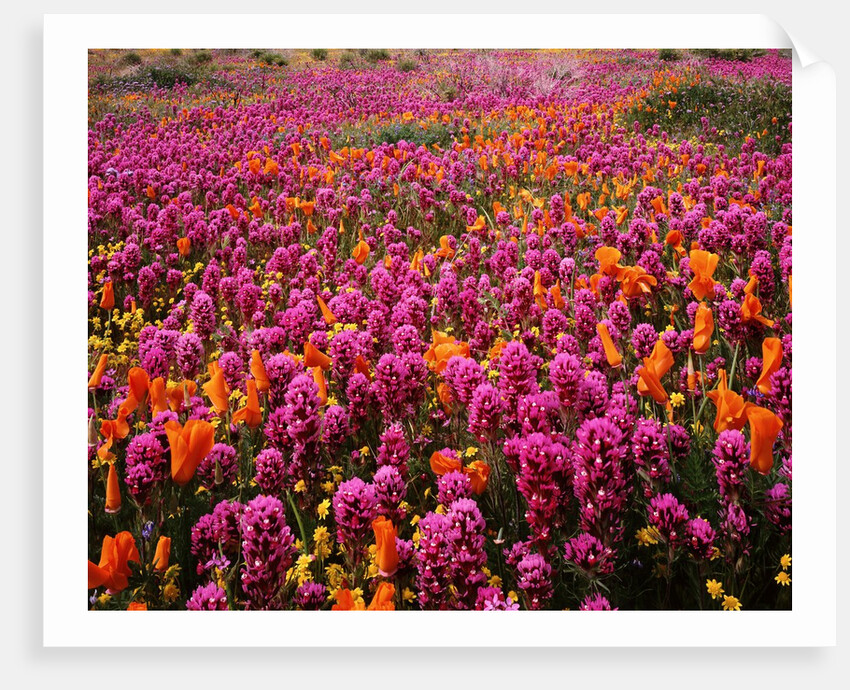 Poppy field - Antelope Valley, California by Anonymous
