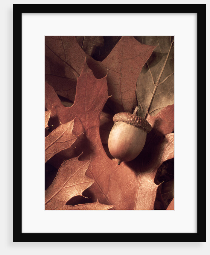Autumn Acorns and Leaves by Anonymous