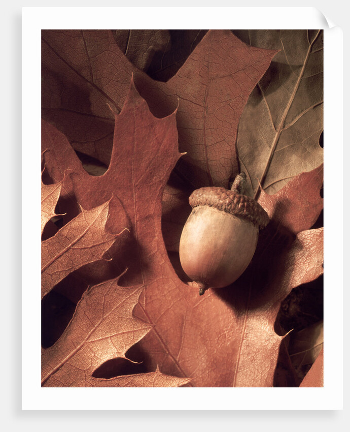 Autumn Acorns and Leaves by Anonymous