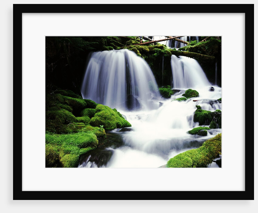 Gifford Pinchot National Forest - Washington by Anonymous