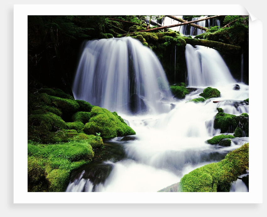 Gifford Pinchot National Forest - Washington by Anonymous