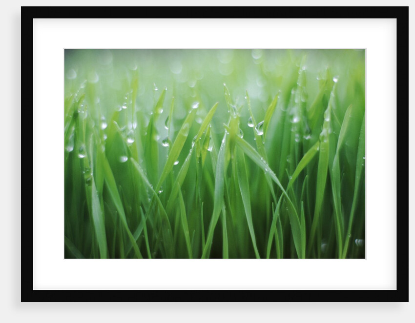 Wet grass by Anonymous