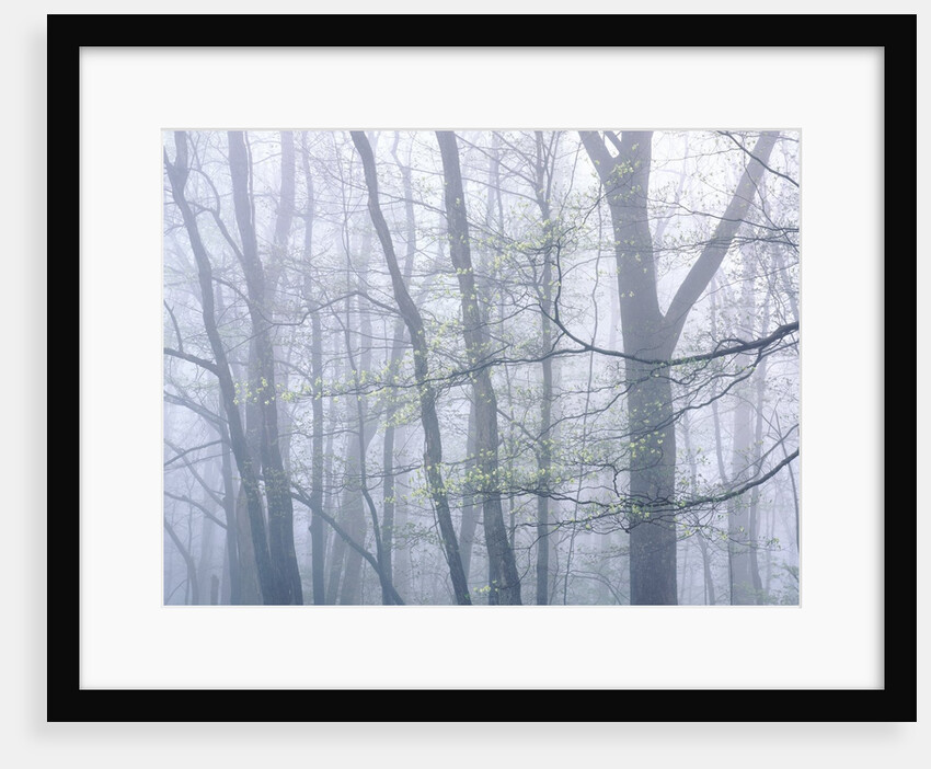 Dogwood Trees in Great Smoky Mountains National Park by Anonymous