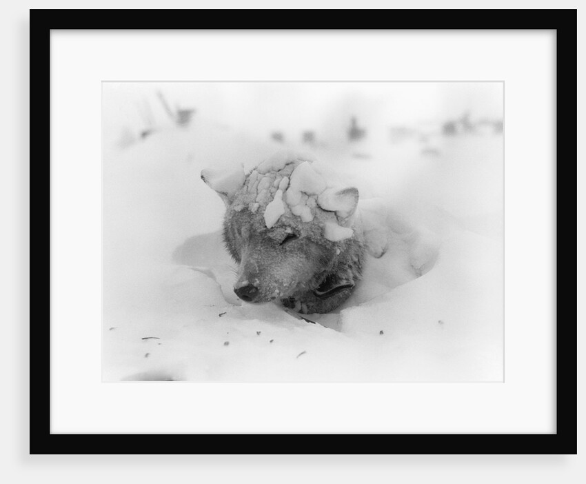 Frozen Sled Dog by Anonymous