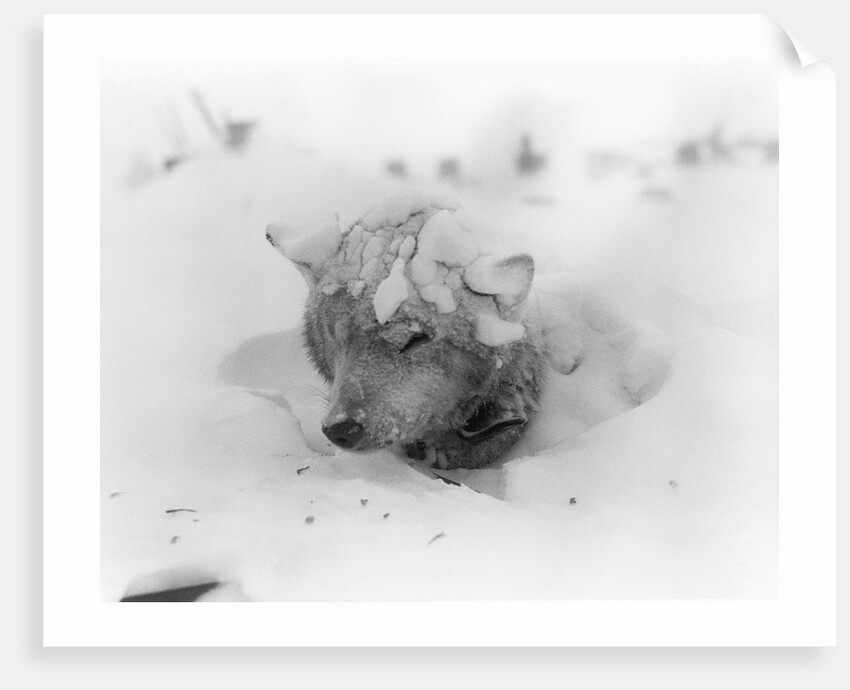 Frozen Sled Dog by Anonymous