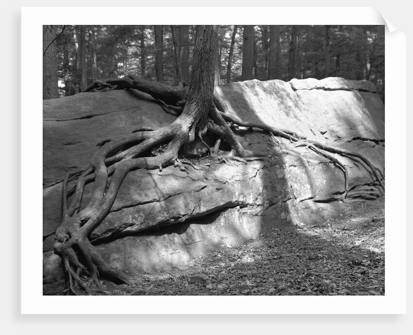 Tree Growing from a Rock by Anonymous