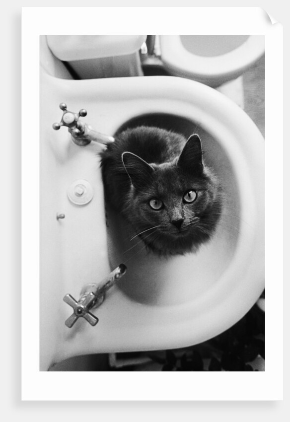 Cat Sitting In Bathroom Sink by Anonymous