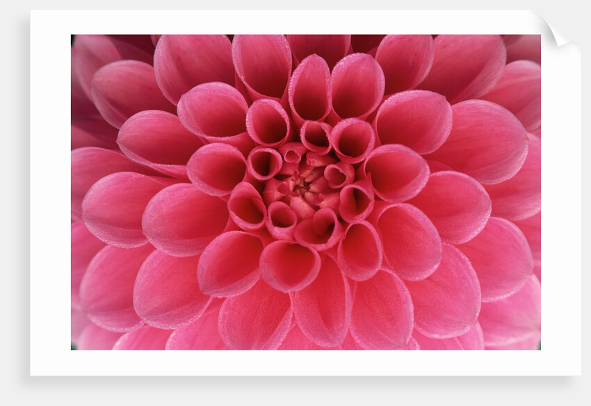 Hot Pink Dahlia Flower by Anonymous