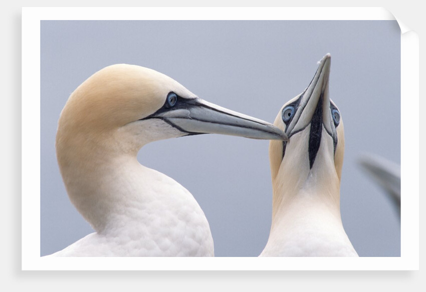 Two Northern Gannets by Anonymous